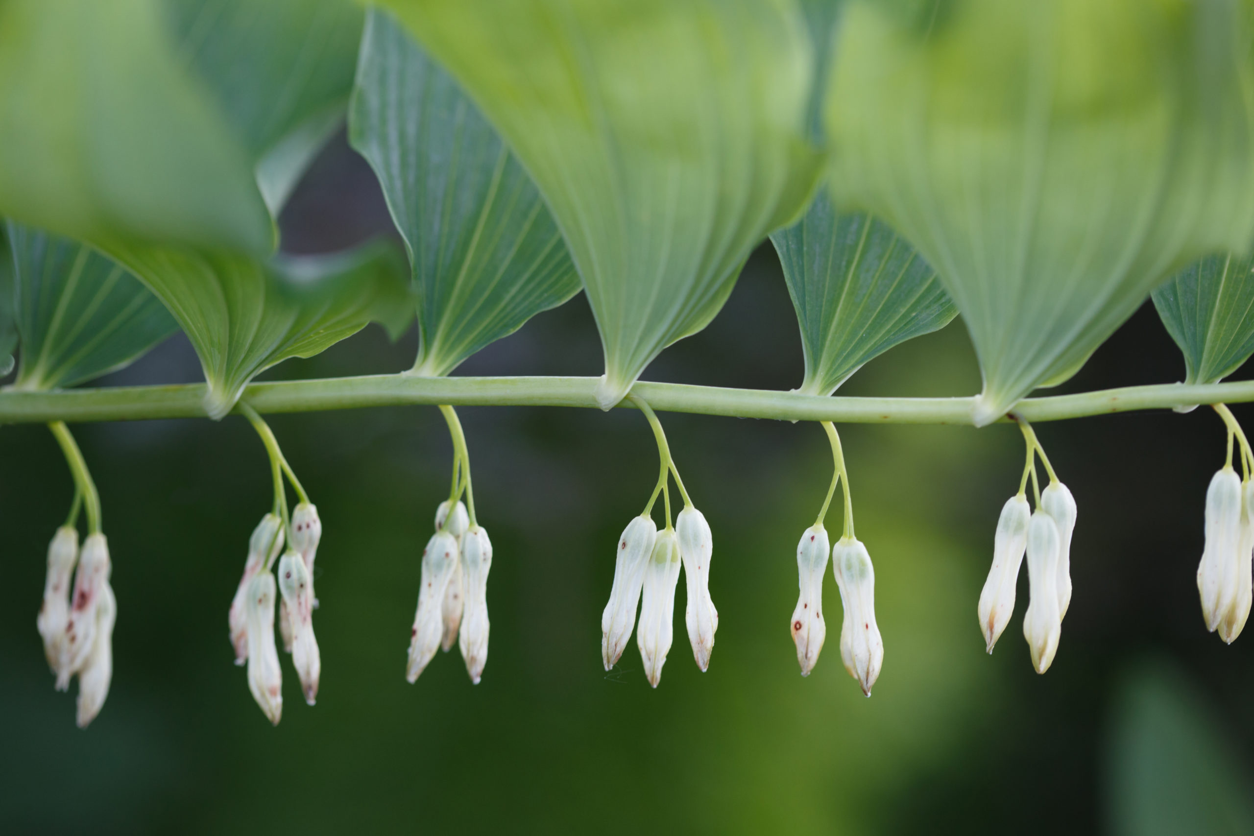 Polygonatum biflorum (King Solomon’s seal) Butterfly Effect Farm