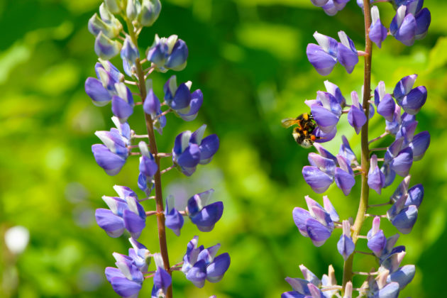 Lupinus perennis (sundial lupine, wild lupine)