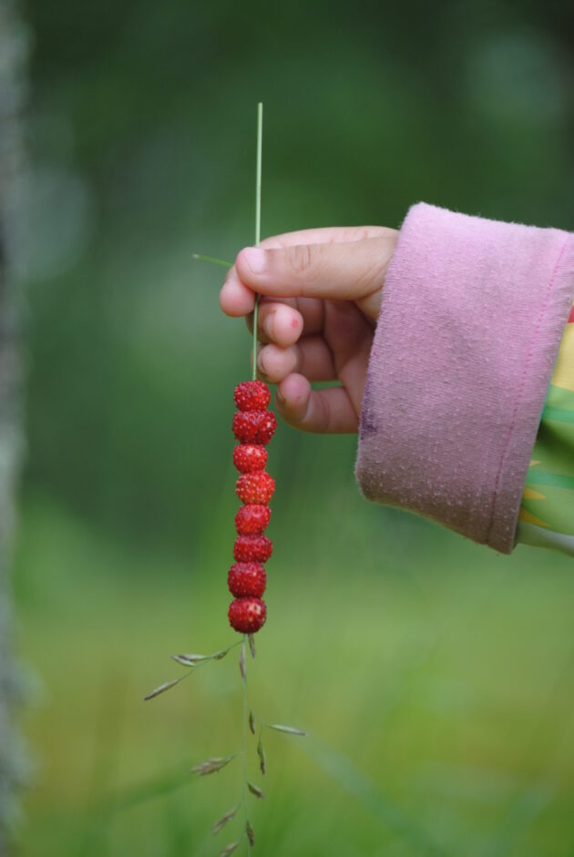 Fragaria virginiana (common strawberry, virginia strawberry) - Image 3