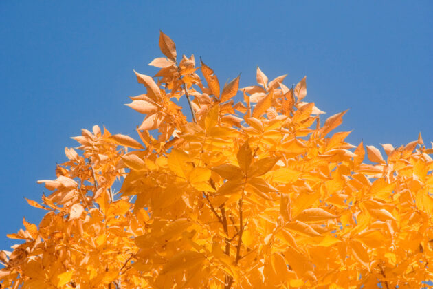 Carya glabra (pignut hickory)