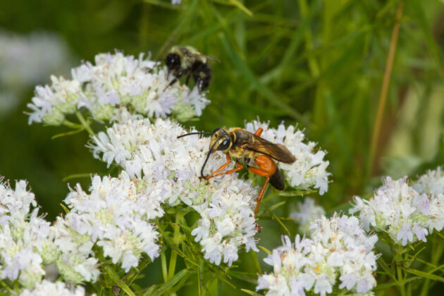 Pycnanthemum tenuifolium (narrowleaf mountain mint)