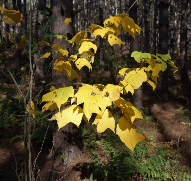Acer Pensylvanicum (striped maple, snakebark maple)