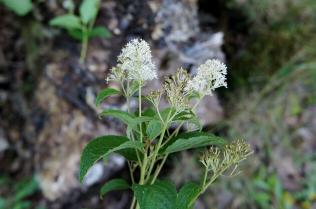 Ceanothus americanus (new jersey tea)