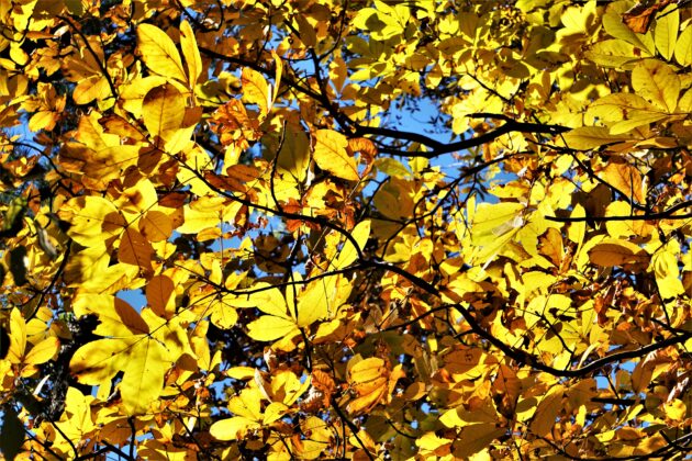 Carya tomentosa (mockernut hickory)