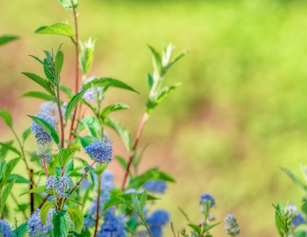 Ceanothus americanus (new jersey tea) - Image 2