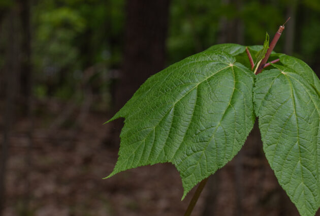 Acer Pensylvanicum (striped maple, snakebark maple) - Image 2