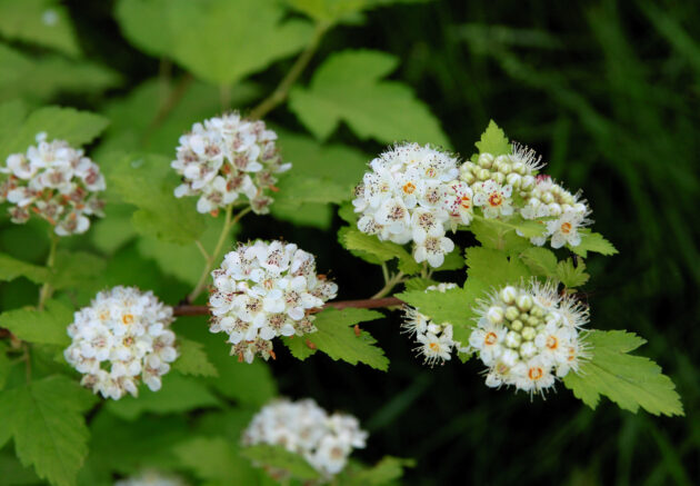 Physocarpus opulifolius (common ninebark)