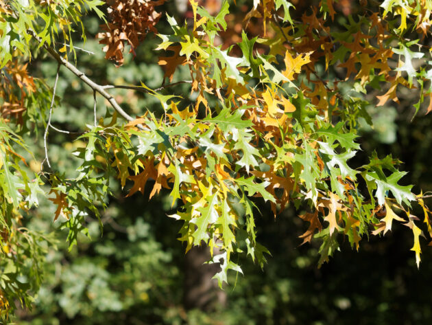 Quercus palustris (pin oak)
