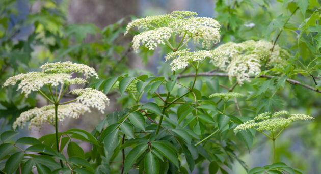 Sambucus canadensis (common or american elderberry)