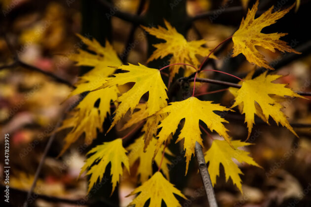 Acer saccharinum (silver maple) - Image 2