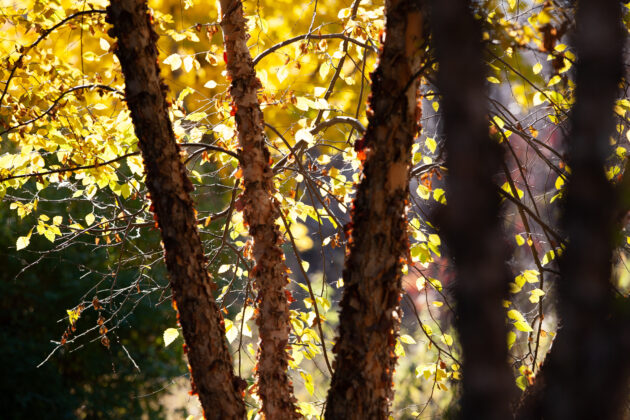 Betula Nigra (river birch)