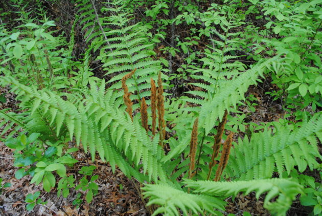 Osmunda cinnamomea (cinnamon fern)