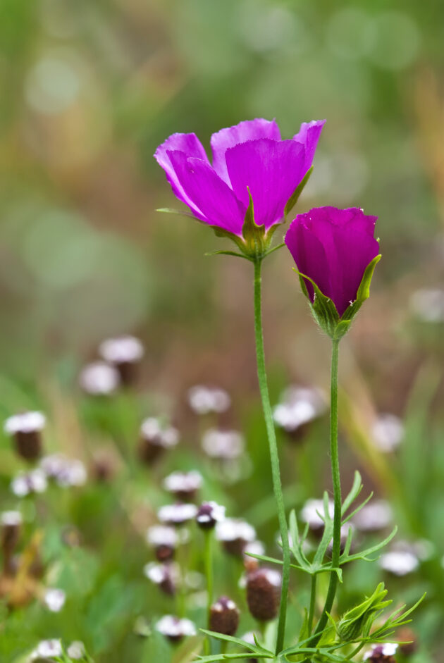 Callirhoe involucrata (purple poppy mallow, wine cups)