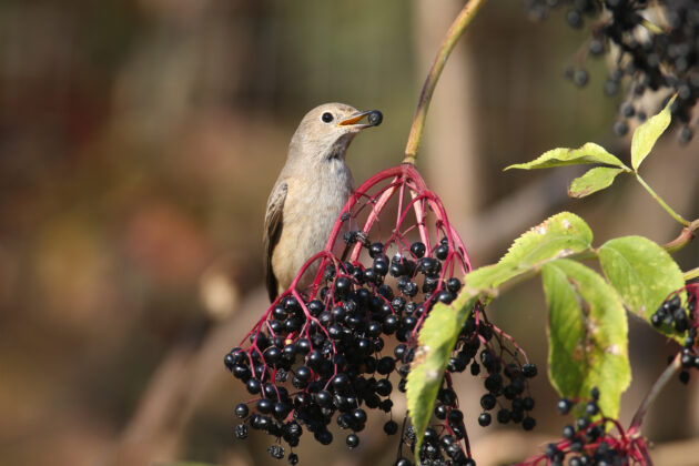 Sambucus canadensis (common or american elderberry) - Image 2