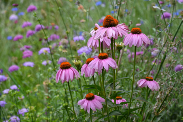 Echinacea purpurea (purple coneflower)