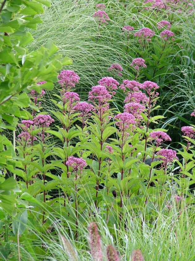Eutrochium dubium (coastal plain joe-pye weed)