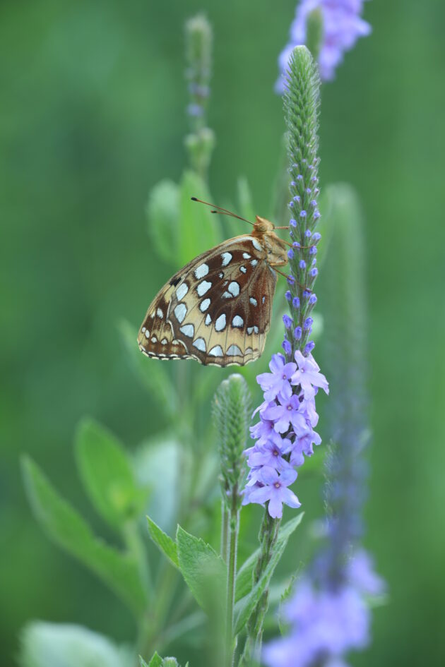 Verbena stricta (hoary vervain)