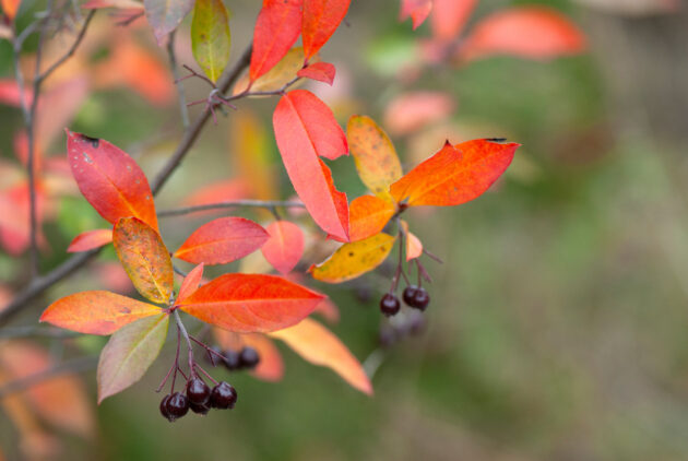 Aronia arbutifolia (red chokeberry)