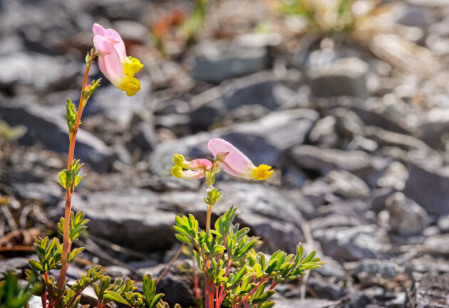 Capnoides sempervirens (pink-corydalis, rock harlequin)