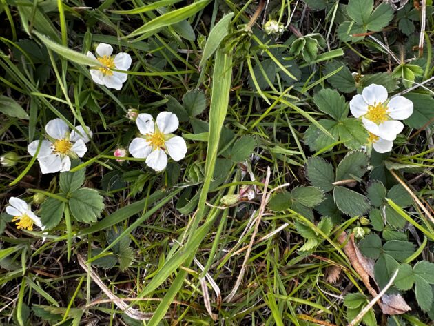 Fragaria virginiana (common strawberry, virginia strawberry) - Image 2
