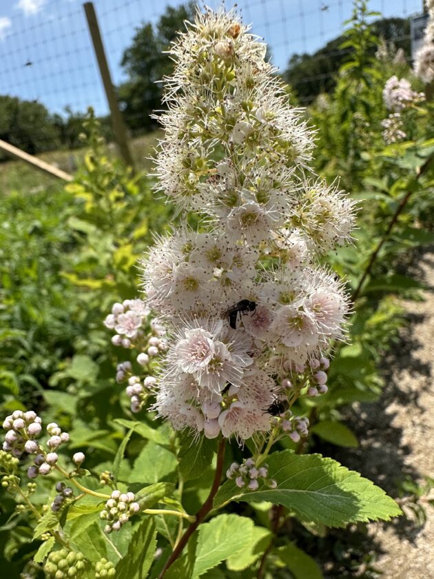 Spiraea alba (white meadowsweet)