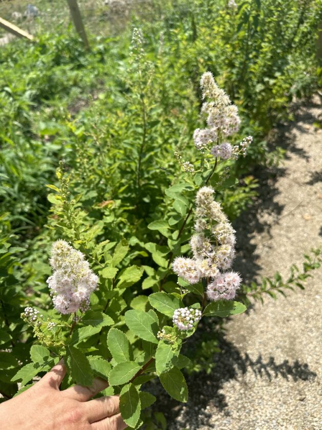 Spiraea alba (white meadowsweet) - Image 2
