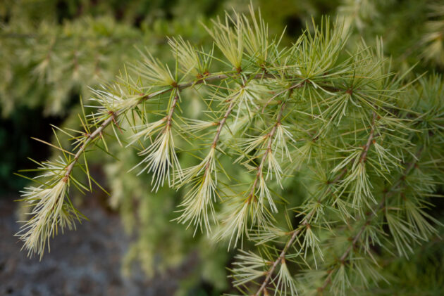 Larix laricina (american larch)