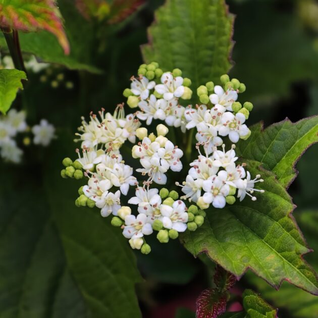Viburnum dentatum (arrowwood viburnum)
