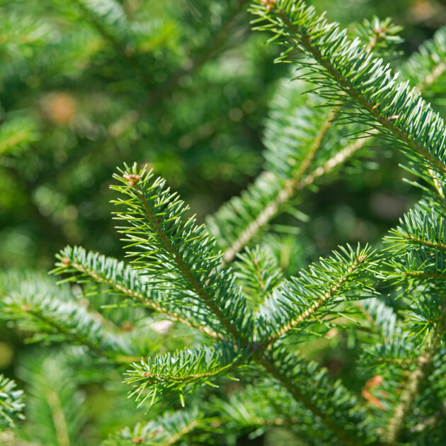 Abies balsamea ( balsam fir)
