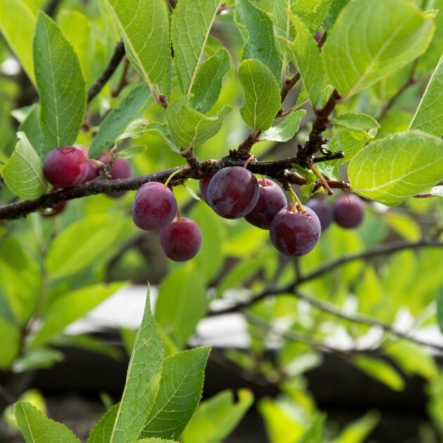 Prunus maritima (beach plum)