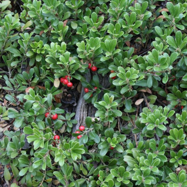 Arctostaphylos Uva-Ursi (bearberry)