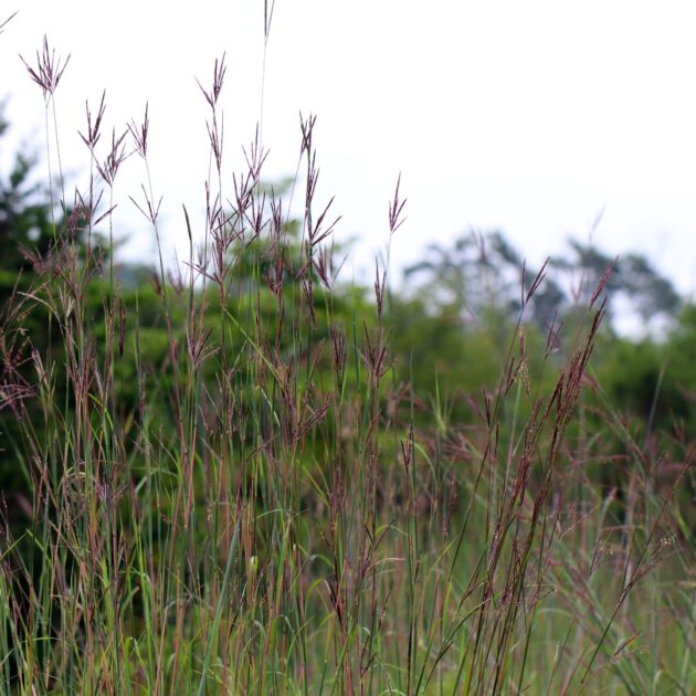 Andropogon gerardii (big bluestem)