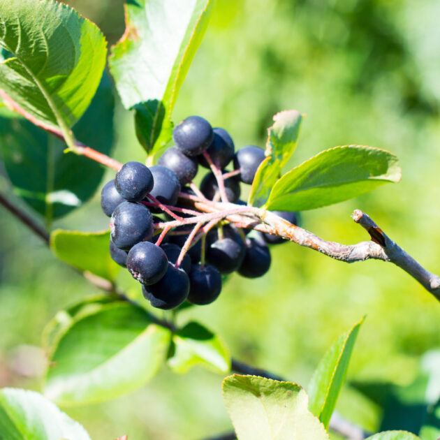 Aronia melanocarpa (black chokeberry)
