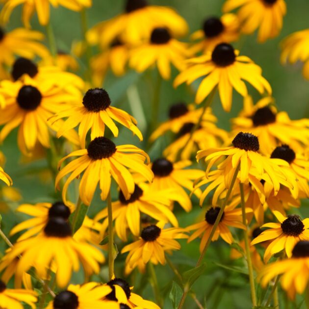 Rudbeckia hirta (black-eyed susan)