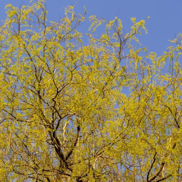 Salix nigra (black willow)