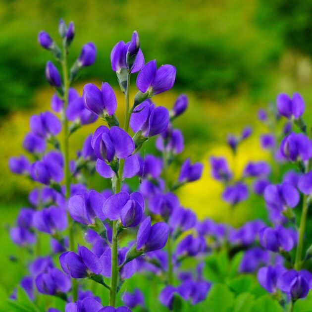 Baptisia australis (blue false indigo)
