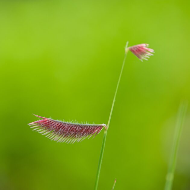 Bouteloua gracilis (blue grama grass)