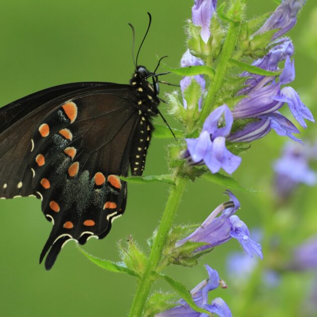 Lobelia siphilitica (blue lobelia)