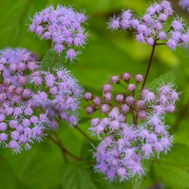 Conoclinium coelestinum (blue mistflower, hardy ageratum)
