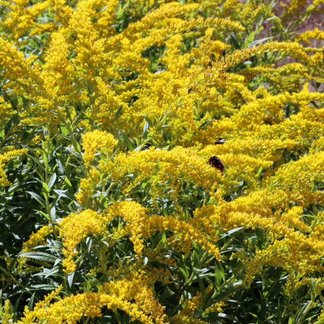 Solidago caesia (wreath goldenrod, blue-stemmed goldenrod)