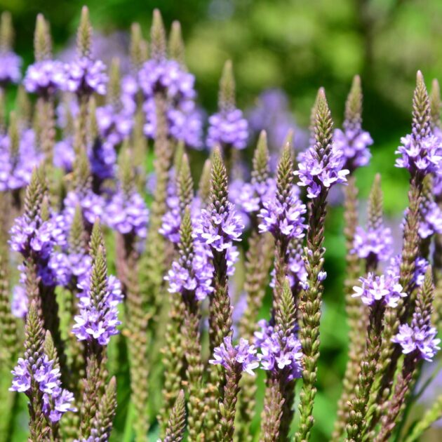 Verbena hastata (blue vervain)