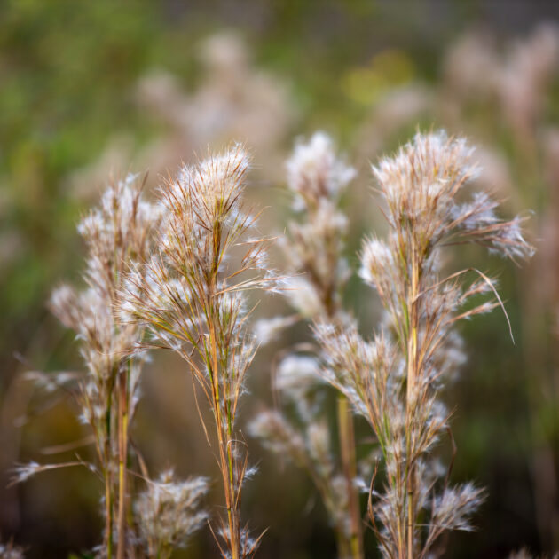 Andropogon glomeratus (bushy bluestem)