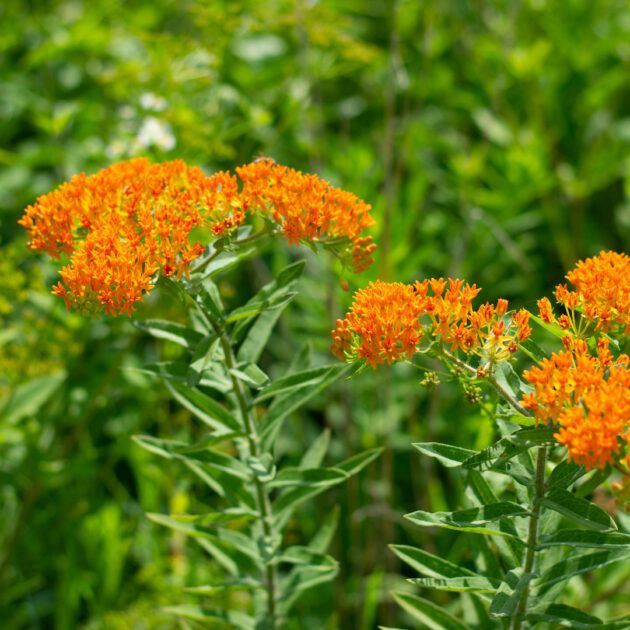 Asclepias tuberosa (butterfly milkweed)