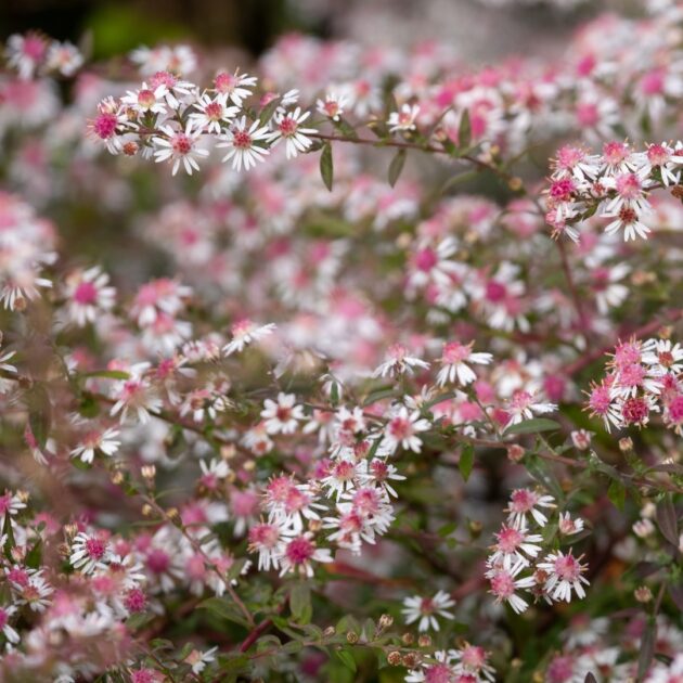 Symphyotrichum lateriflorum  (calico aster)