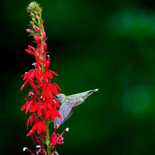 Lobelia cardinalis (cardinal flower)