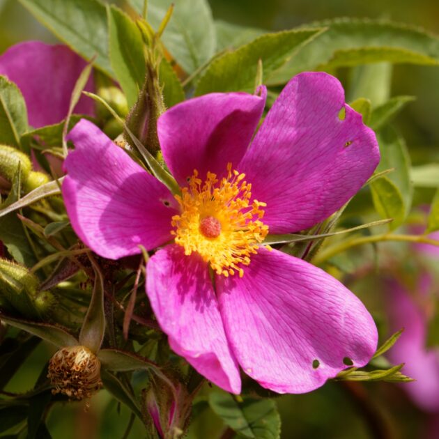 Rosa carolina (carolina rose)