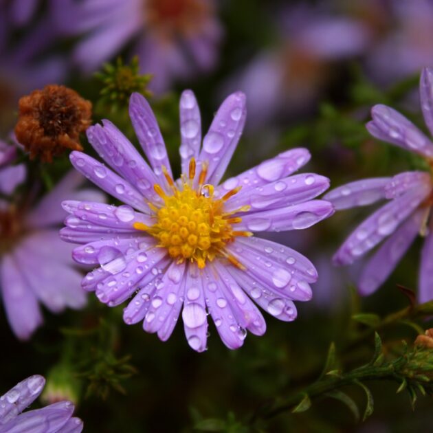 Symphyotrichum cordifolium (heart shaped aster, common blue wood aster)