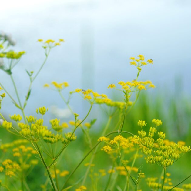 Zizia aurea (common golden alexanders)