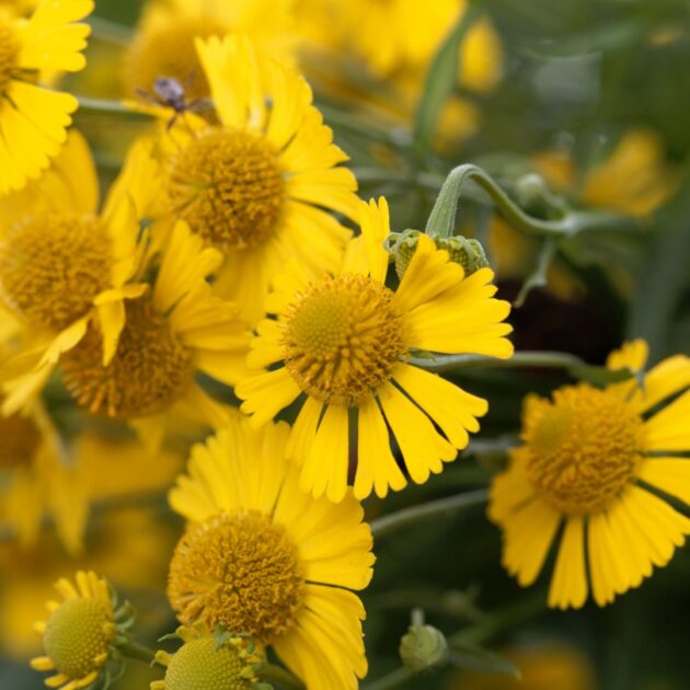 Helenium autumnale (common sneezeweed)