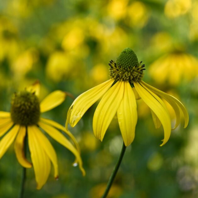 Rudbeckia laciniata (cutleaf coneflower)